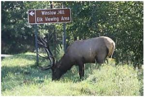 Elk Viewing Area