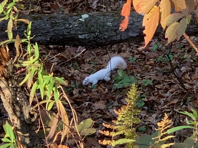 Albinosquirrel